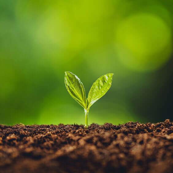 新芽がでた写真